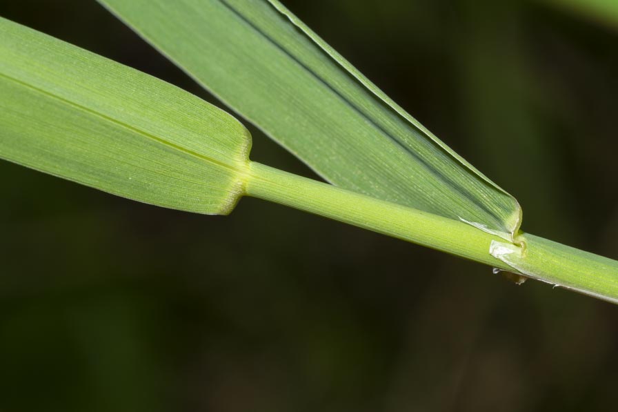 Poaceae ambiente umido montano: Phalaris arundinacea